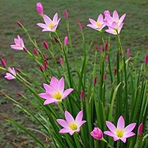 Amazon.com : Votaniki Rain Lily Mix Bulbs - Zephranthes Mix